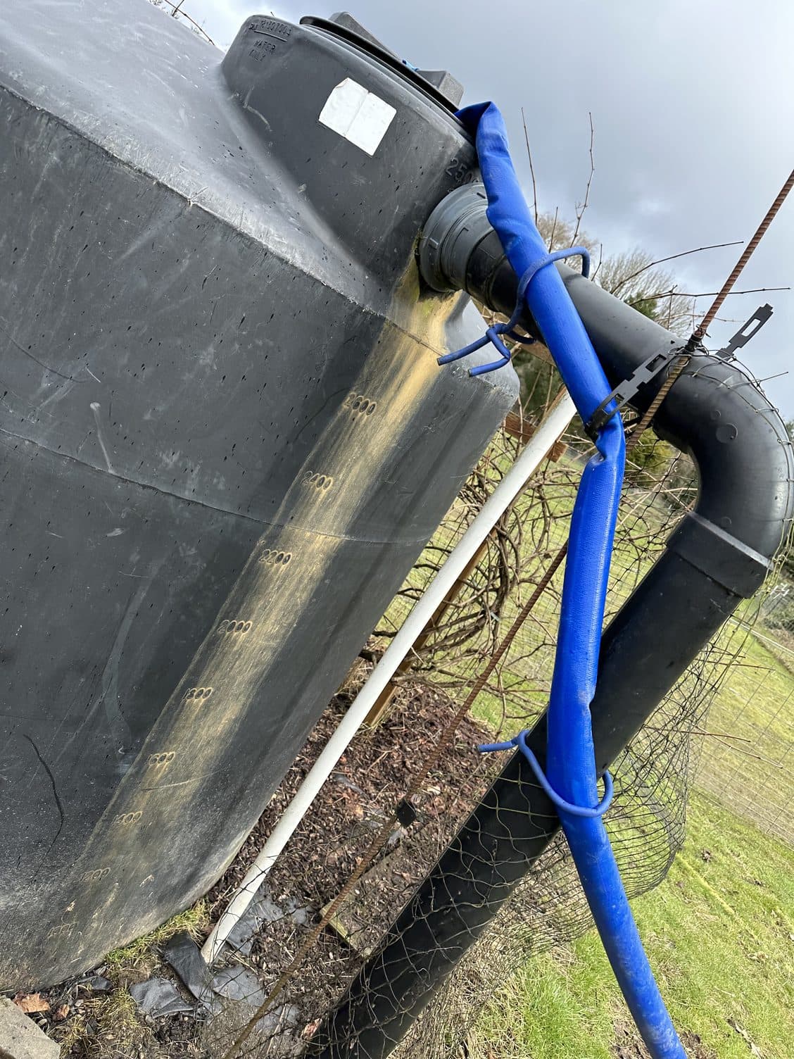 ducklings in the brooder