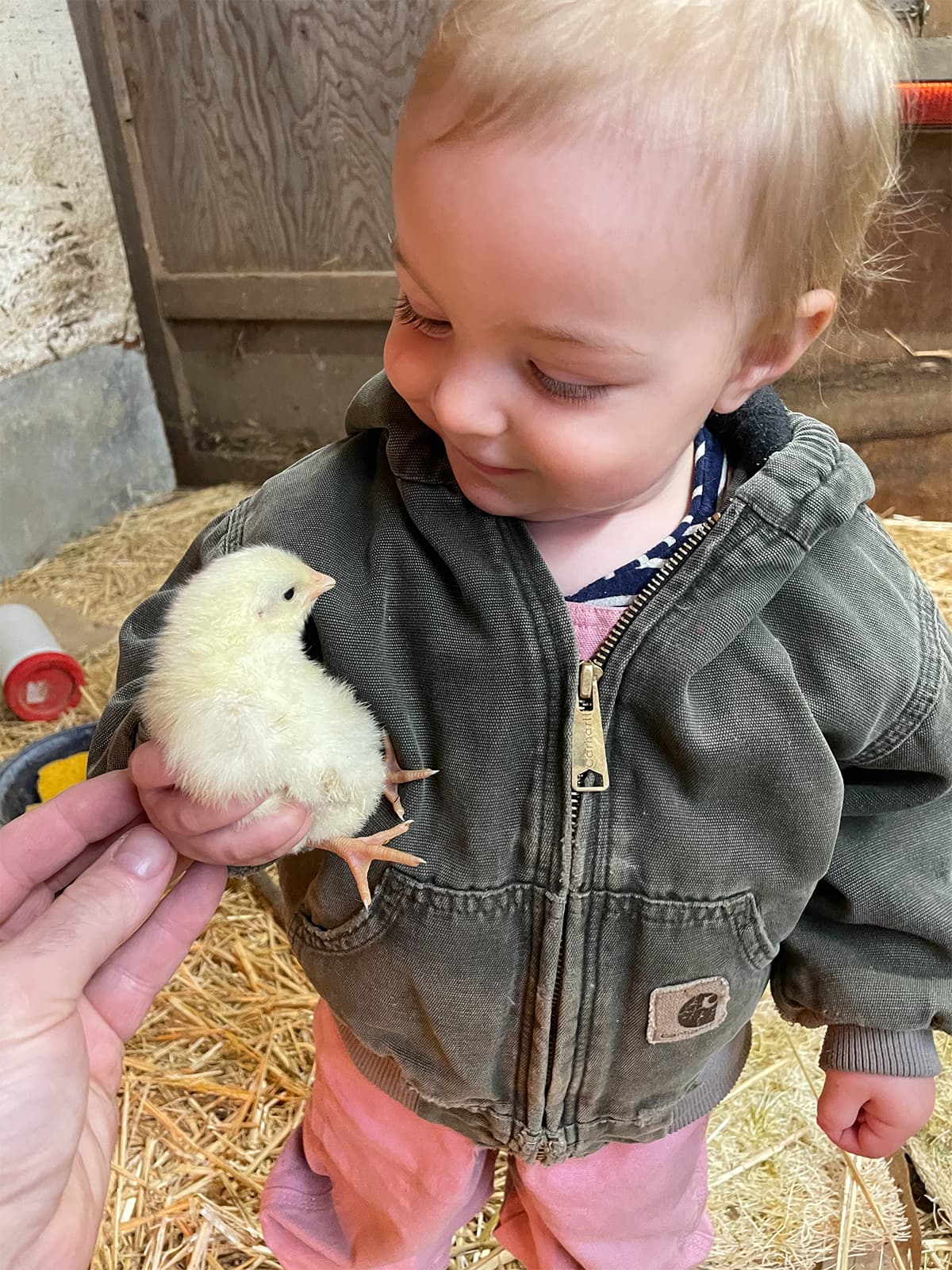 Chicks and Ducklings in the Brooders image 1