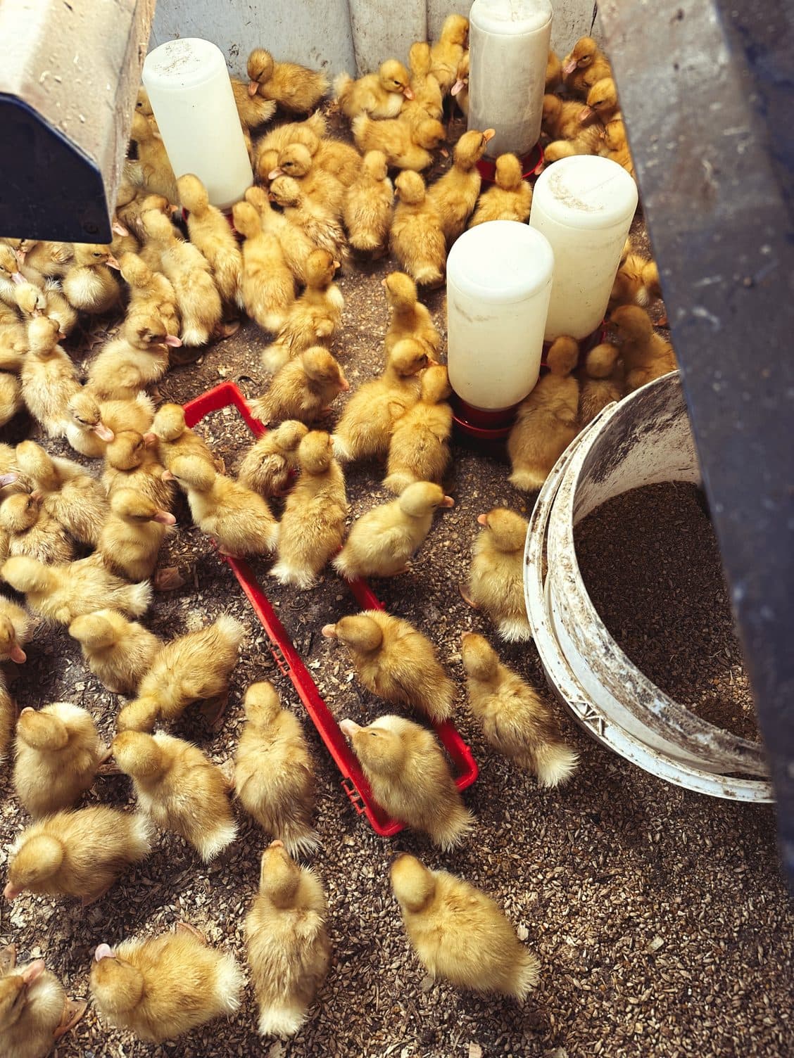 ducklings in the brooder