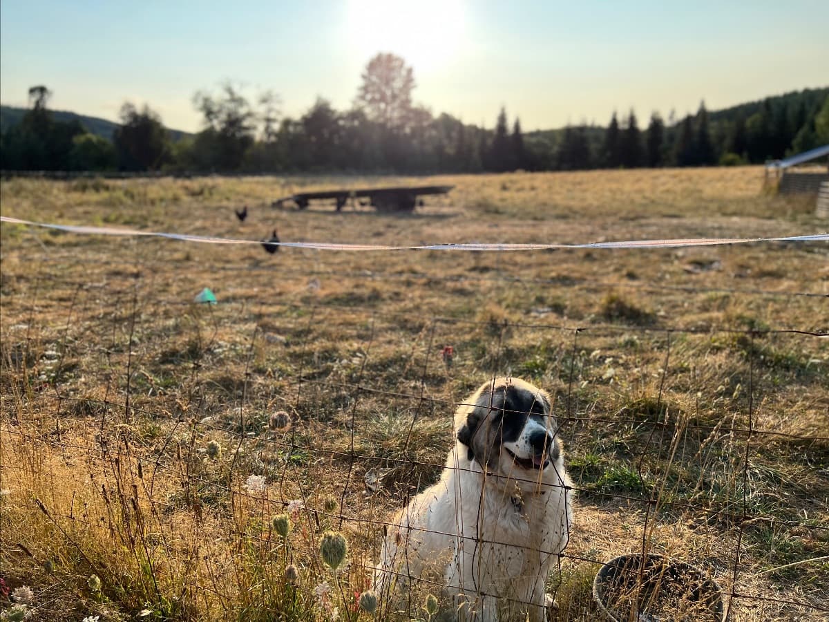 Moulin Nostalgia image 5