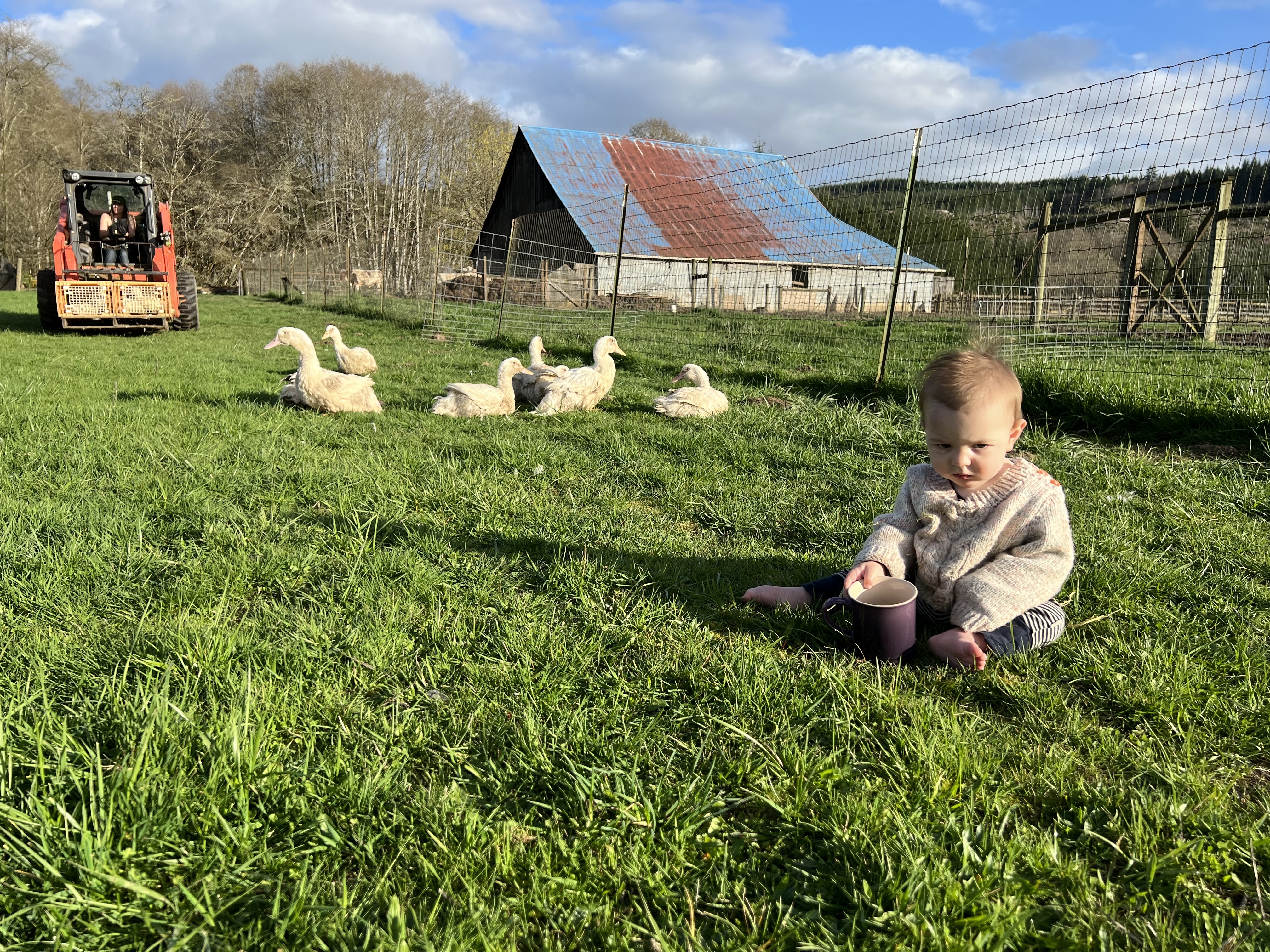 Spring Babies on Pasture image 5