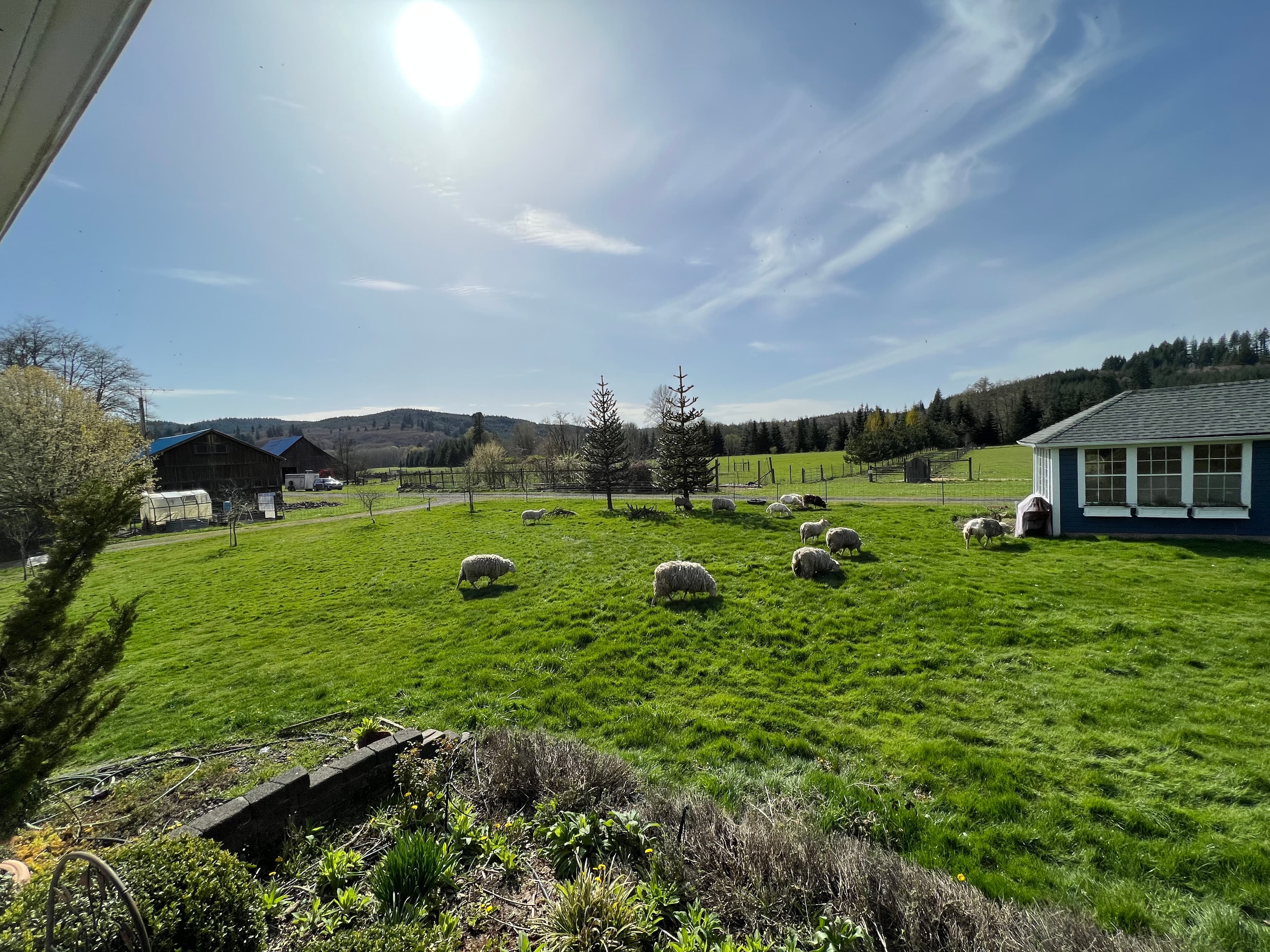 Spring Babies on Pasture image 7