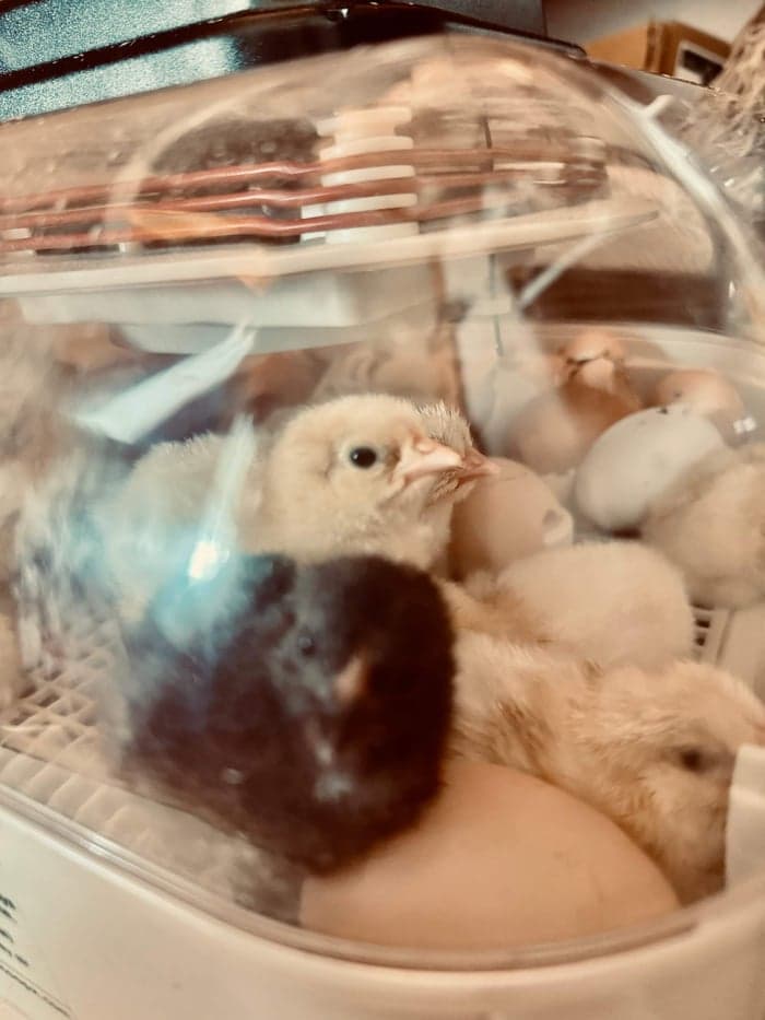 The Dish That Makes You image 1