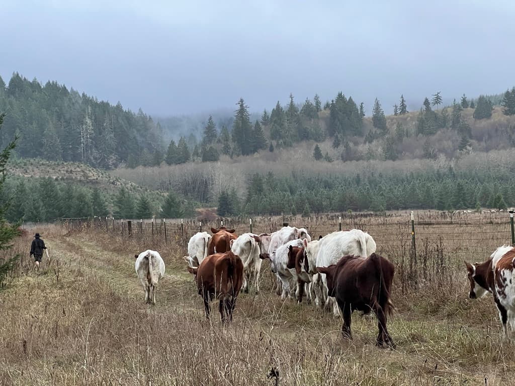 When Pigs Escape. Life Lessons from the Farm. image 1