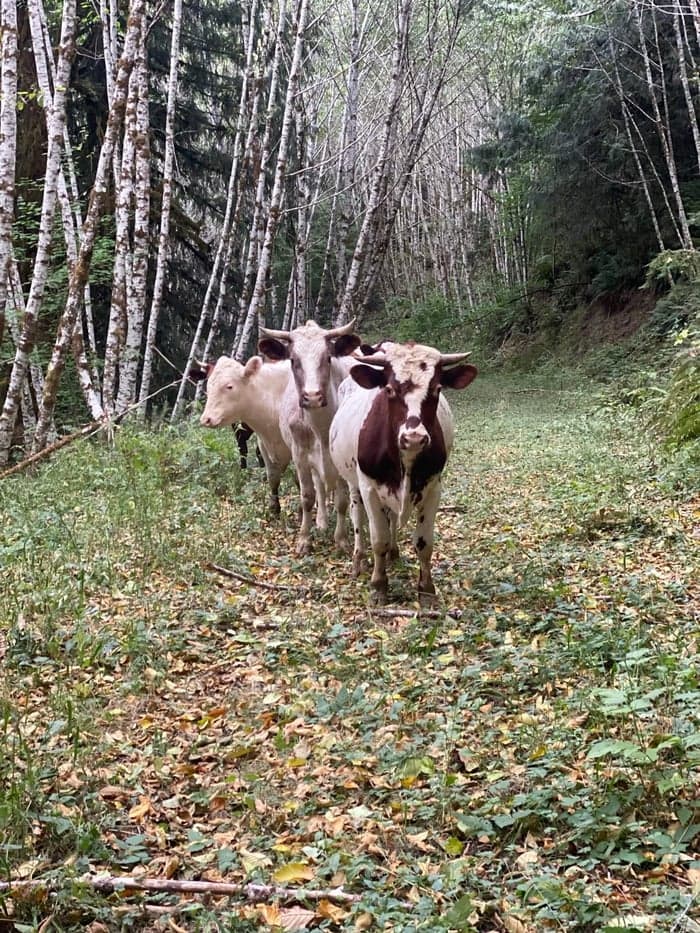 Wild West. Farm Dinner Announcement. image 8